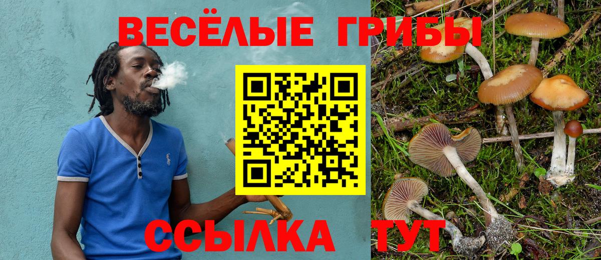 Псилоцибиновые грибы Psilocybe Волгоград